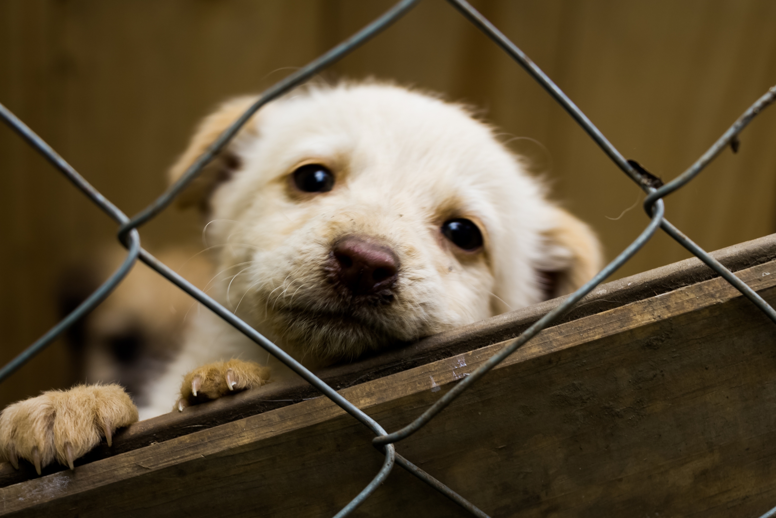 Helping a Newly Adopted Dog With Separation Anxiety: Gentle Ways to Build Trust and Security